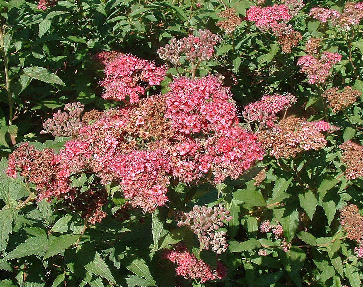 Spirea Spirea