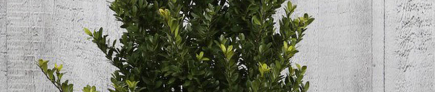ilex-crenata-dark-green-popular